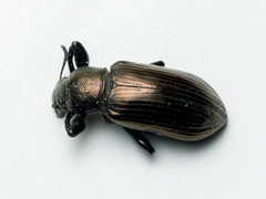 Derosphaerus