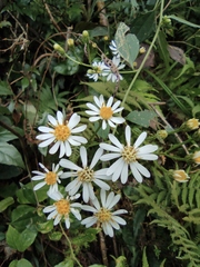 Aster ageratoides