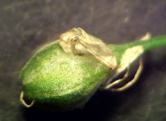 Allium ericetorum