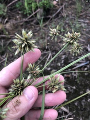 Cyperus elegans