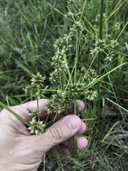 Cyperus elegans