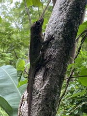 Anolis cuvieri