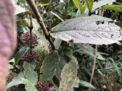 Callicarpa tikusikensis