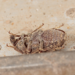 Listroderes difficilis