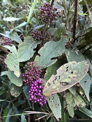Callicarpa tikusikensis