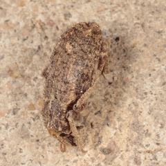 Listroderes difficilis