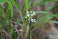 Allium ericetorum