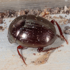 Pseudocanthon perplexus