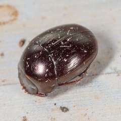 Pseudocanthon perplexus