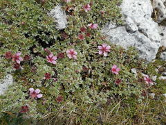 Potentilla nitida