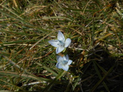 Lomatogonium carinthiacum