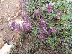 Thymus praecox polytrichus