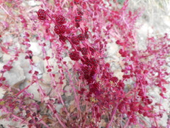 Blitum virgatum