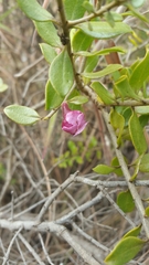 Radamaea montana image