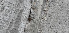 Opilio parietinus
