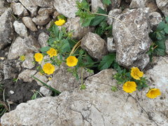 Potentilla aurea