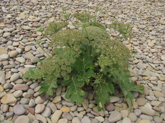 Heracleum stevenii
