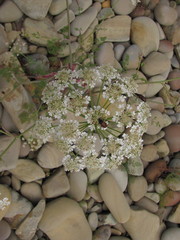 Astrodaucus littoralis