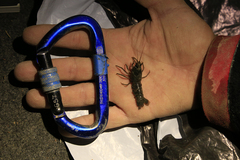 Austropotamobius pallipes