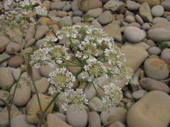 Astrodaucus littoralis