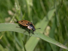 Dendroxena quadrimaculata