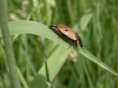 Dendroxena quadrimaculata