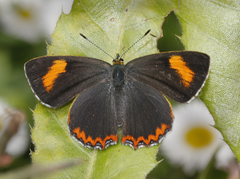 Heliophorus oda