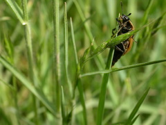 Dendroxena quadrimaculata