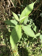 Callicarpa tikusikensis
