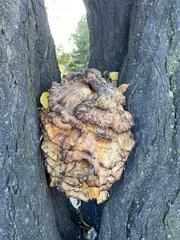 Laetiporus sulphureus