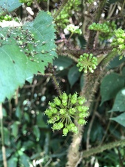 Aralia armata
