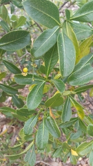 Image of Psychotria isalensis