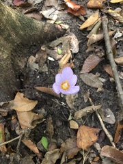 Crocus kotschyanus