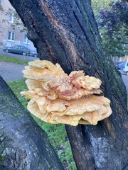 Laetiporus sulphureus