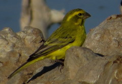 Crithagra flaviventris