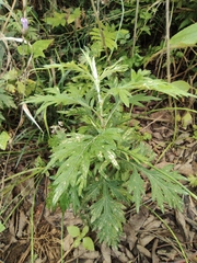 Artemisia argyi