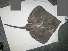 Bathyraja spinicauda