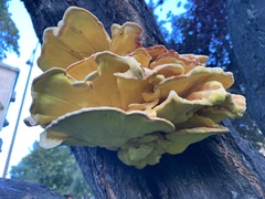Laetiporus sulphureus