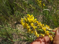 Lebeckia gracilis
