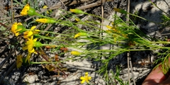 Steirodiscus tagetes
