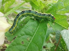 Xanthodes transversa