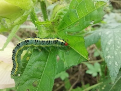 Xanthodes transversa