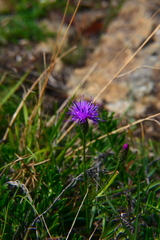 Serratula tinctoria