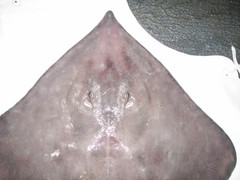 Bathyraja spinicauda