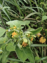 Sigesbeckia pubescens