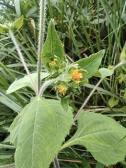 Sigesbeckia pubescens