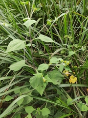 Sigesbeckia pubescens