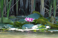 Nymphaea × marliacea