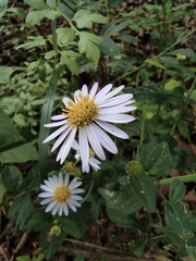 Aster indicus