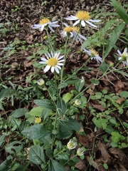 Aster indicus